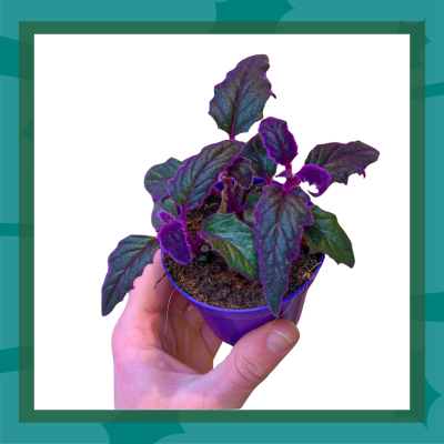 Purple Gynura plant